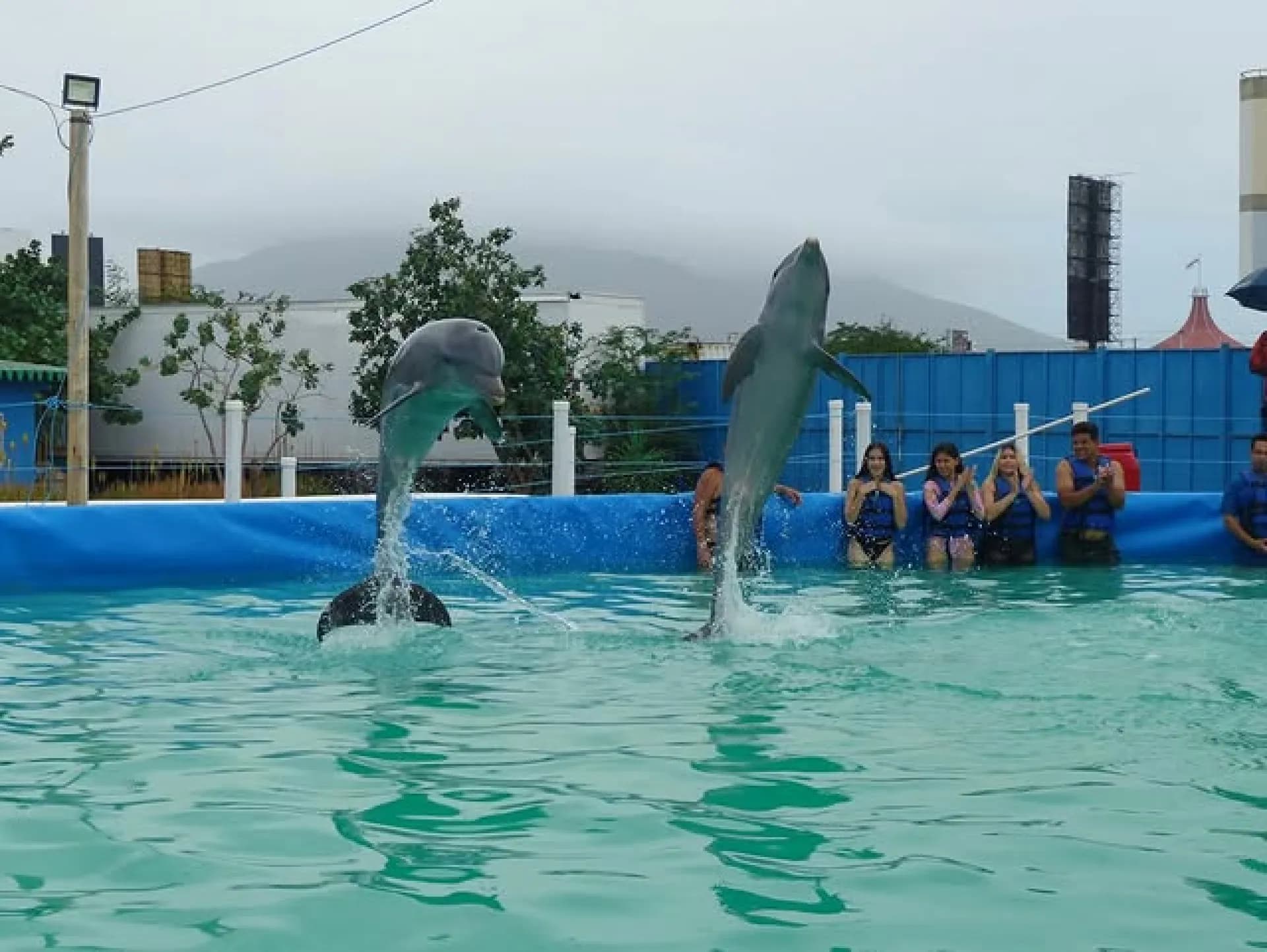 Encuentro con Delfines